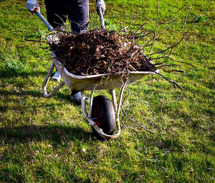 bush and shrub removal